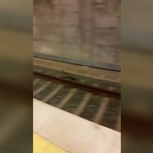 Marmarayda şaşırtan görüntü: Yabani tavşan raylara indi