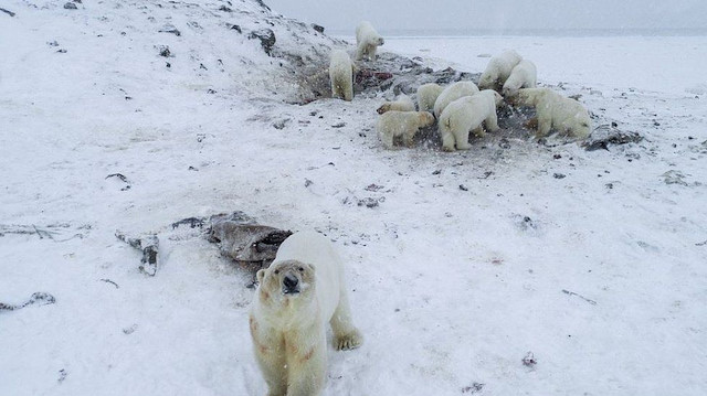 Kutup ayılarının köye yaklaşması sonucu bölgede okullara koruma verildi.