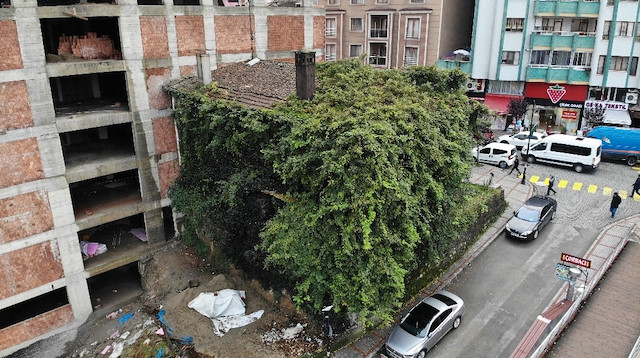 Rize'de sarmaşık kaplı evi görenler şaşkınlıklarını gizleyemiyor.