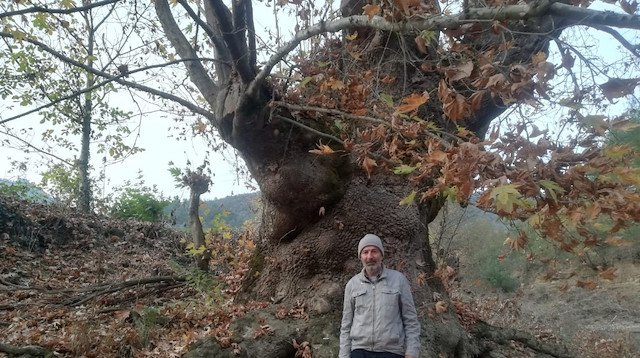 Bin yıllık olduğu tahmin edilen ağaç