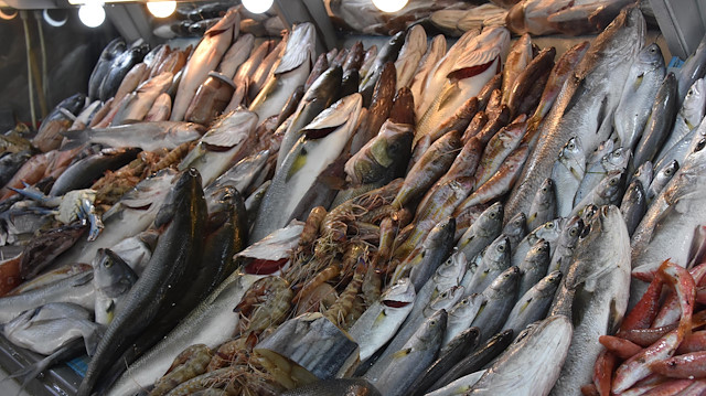 1 Eylül'de başlayan balık sezonunda balıkçılar, ağlarda palamut göremedi. 