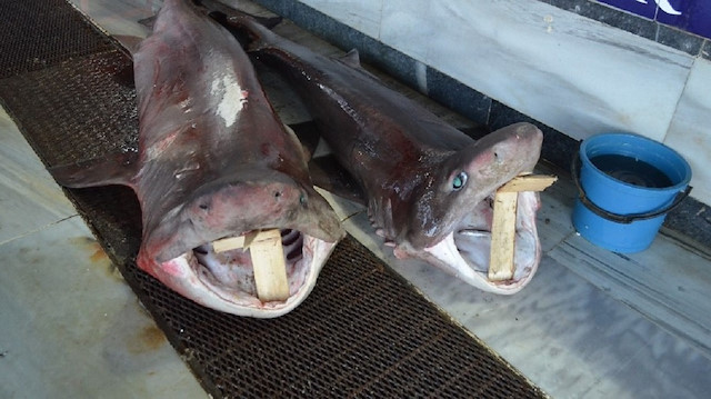  2 ve 2 buçuk metrelik 2 köpek balığı.