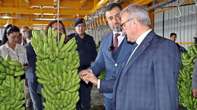 Antalya Valisi Münir Karaloğlu, muz üretim tesisini inceledi.