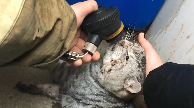 Görüntülerde, itfaiye ekiplerinin kediye solunum cihazıyla oksijen verdikleri ve su içirdikleri görüldü.