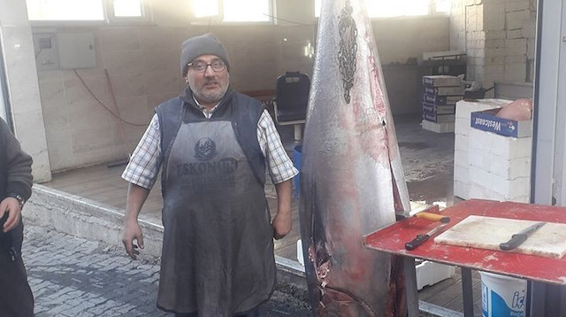 250 kilogram ağırlığındaki orkinos balığı.