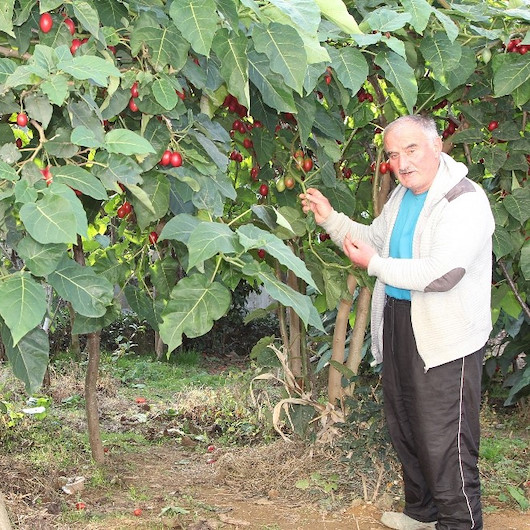 Ağaç domatesi ’Tamarillo’ Rize’yi sevdi: 10 ağaçtan 300 kilo domates alıyor