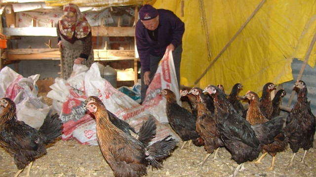 Türk çifti tavukları karşısında görünce şaşkınlığa uğradı. 