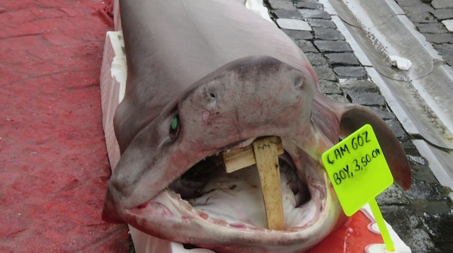 3.5 metre uzunluğundaki dev köpekbalığını gören vatandaşlar şaşkınlığını gizleyemedi.