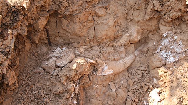 9M-year-old fossils unearthed in southwestern Turkey