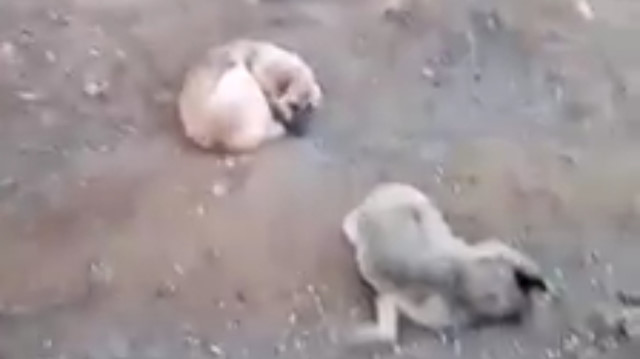 Domuzlar tarafından öldürülen dişisinin başında 4 gün bekledi