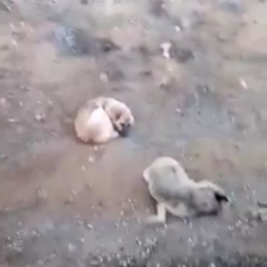 Domuzlar tarafından öldürülen dişisinin başında 4 gün bekledi