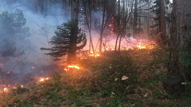 Karadeniz'in bir çok yerinde orman yangınları çıkmıştı. 