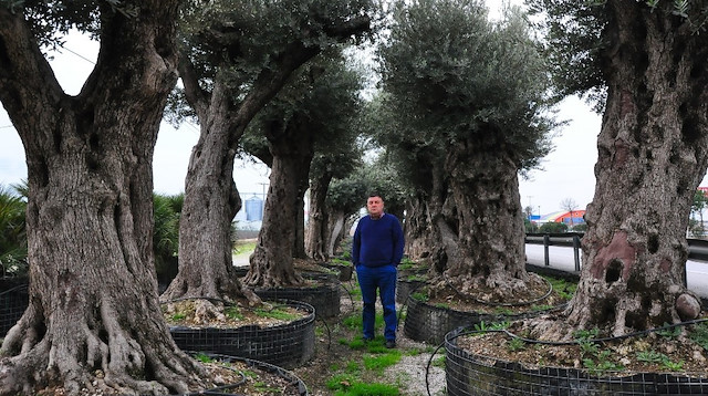 Zytin ağaçları, 2 bin 500 lira ila 25 bin lira arası değişen fiyatlarla satılıyor.