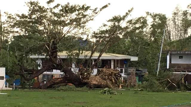 Fallen trees are seen after Typhoon Phanfone swept through Tanauan
