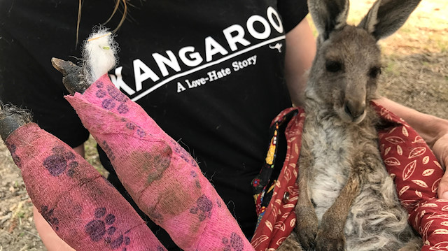 Wildlife Information, Rescue and Education Services (WIRES) volunteer and carer Tracy Dodd holds a kangaroo with burnt feet pads after being rescued from bushfires in Australia's Blue Mountains area, December 30, 2019. 