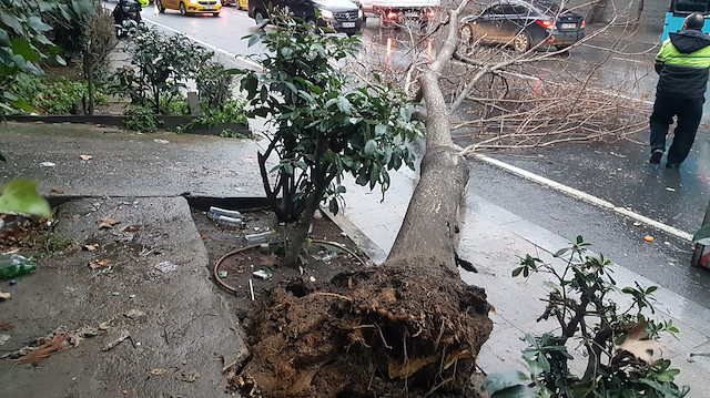 Taksim Gezi Parkı'ndaki bir ağaç devrildi.