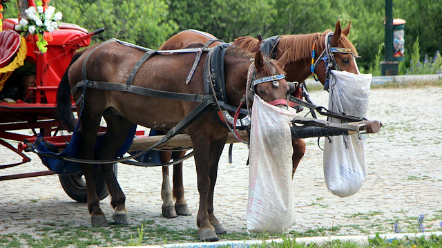 Hayvanseverler, Büyükada’da atların tutulduğu karantina ahırlarına özel izinle girdi. 