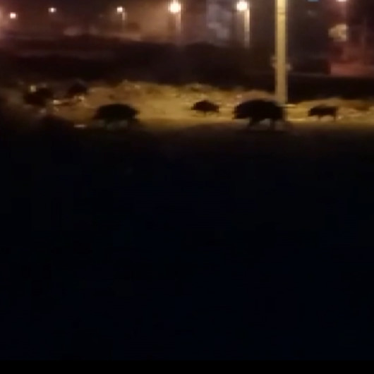 Aç kalan domuzlar şehre indi