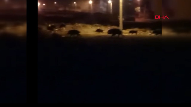 Aç kalan domuzlar şehre indi