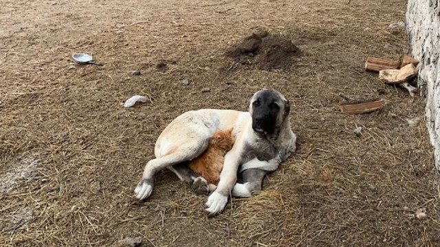 صداقة نادرة بين كلب وقطة بقرية تركية