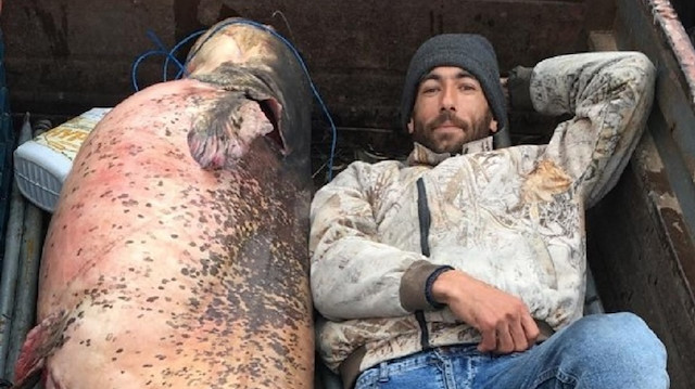 Taşınma sırasında yayın balığının yanına yatarak poz veren balıkçıların fotoğrafı şaşkınlık yaşattı.