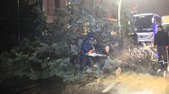 Fırtına nedeniyle birçok cadde ve sokakta ağaçlar devrildi.