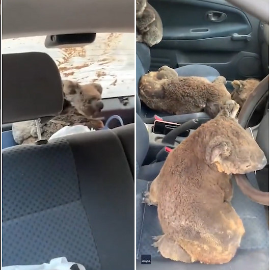 Bölge bölge gezip yangın bölgesindeki koalaları kurtarıyor
