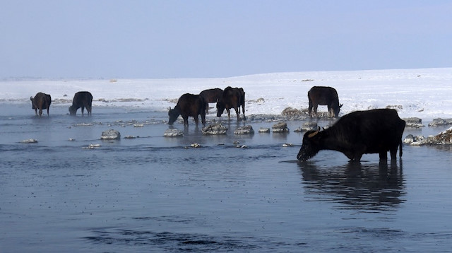 Besiciler, Kaz Gölü yakınlarına getirdikleri hayvanları sudaki taze otla besliyorlar. 
