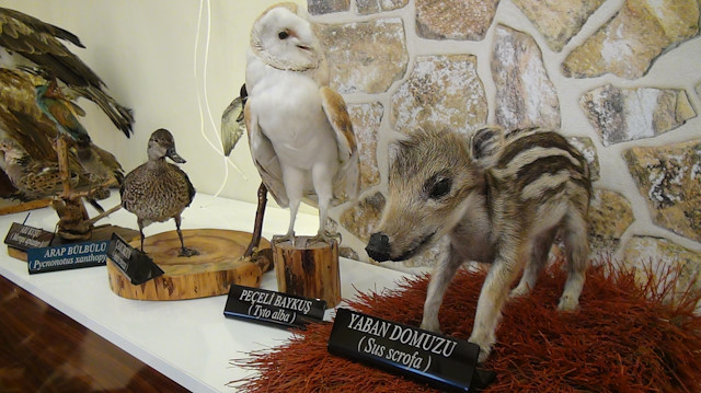 مركز للتحنيط في تركيا.. "متحف" الحياة البرية