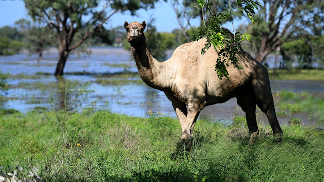 A camel stands next to a flooded paddock in the aftermath of Cyclone Debbie near Rockhampton, Australia, April 4, 2017. AAP/Dan Peled/via REUTERS 