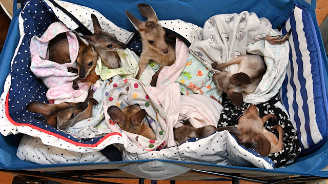 Kangaroo and wallaby joeys that have been orphaned due to a mixture of road accidents, dog attacks, bushfires and drought conditions are seen in a cart as they are treated at Australia Zoo Wildlife Hospital in Beerwah, Queensland, Australia, January 15, 2020. AAP Image/Darren England/