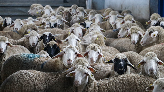 Türkiye’yi temsil edecek şekilde 21 koyun ve  5 keçi ırkında soy kütüğü kayıt sistemi oluşturulacak.