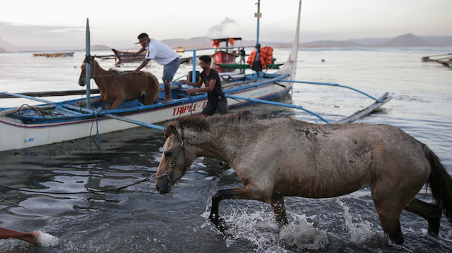 Residents bring back rescued horses from their homes near the errupting Taal Volcano, in Talisay, Batangas, Philippines, January 16, 2020