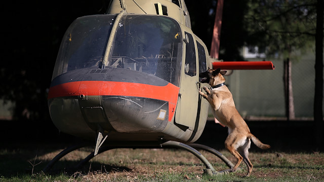 الكلاب المدربة.. رفقاء درب في العمليات الأمنية والعسكرية التركية