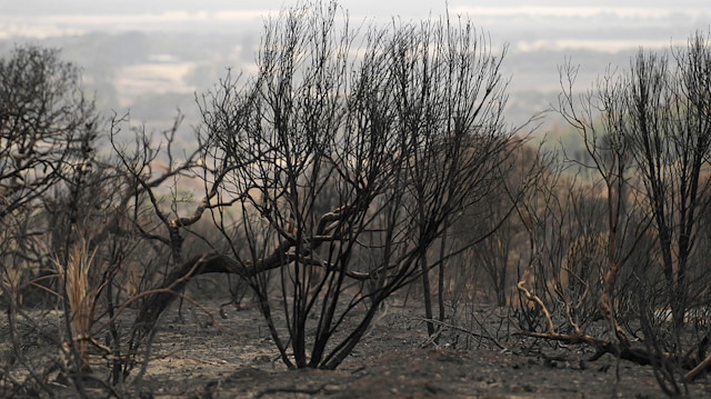 File photo :Burnt bushland on Kangaroo Island, Australia