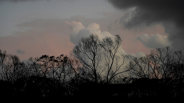 File photo: Burnt bushland on Kangaroo Island, Australia 