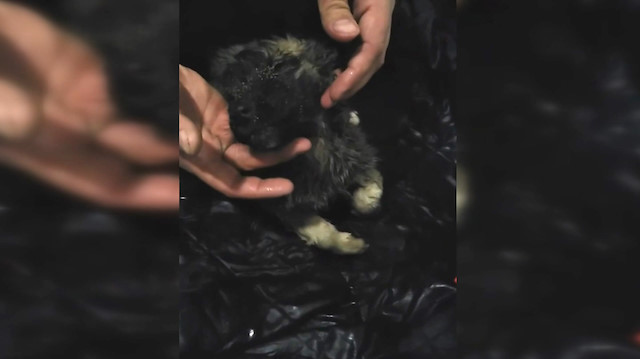 Soğuktan donan köpeği kalp masajı ile hayata döndürdüler