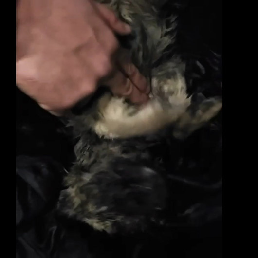 Erzurumda köpek soğuktan dondu
