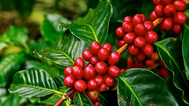 Antalya'da kahve ağacı yetiştirilecek