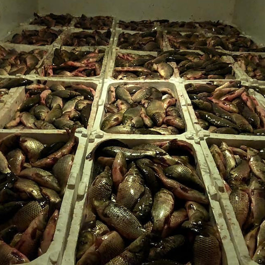 Kaçak avlanan 2 ton balığa 10 bin lira ceza: Balıklar İl Gıda, Tarım ve Hayvancılık Müdürlüğü'ne teslim edildi