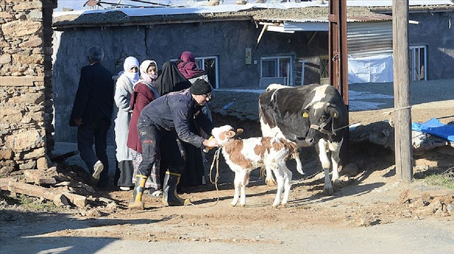 Elazığ ve Malatya'da göçük altında kalan, yaralanan çiftlik hayvanları veterinerler tarafından ücretsiz tedavi olabilecek. 
