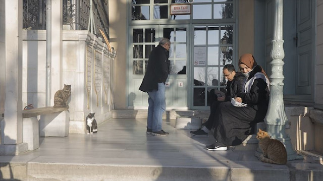 طلبا للدفء شتاء.. قطط إسطنبول تلوذ بجامع "يحيى أفندي"
