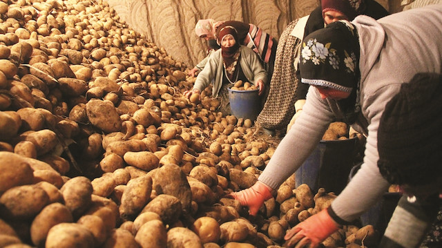 Foto/arşiv: Patates üreticileri.
