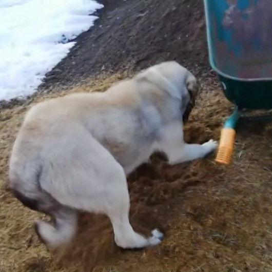 Anne köpek yavrusunu kendi patileri ile kazdığı toprağa gömdü