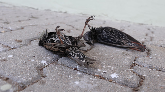 ​Edirne'nin Keşan ilçesinde, hava sıcaklığındaki ani düşüş nedeniyle kuşlar donarak öldü. 