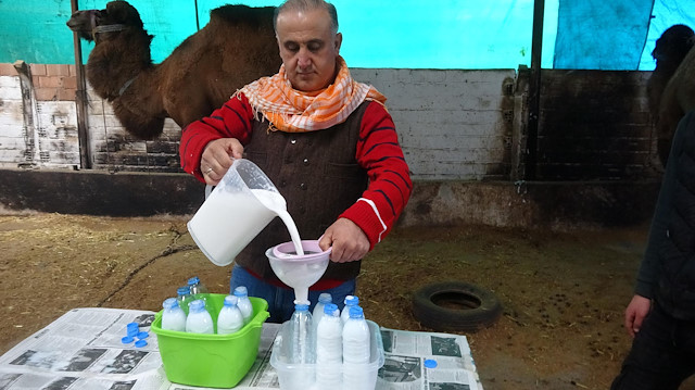 Deve sütü birçok hastalığa iyi geliyor.