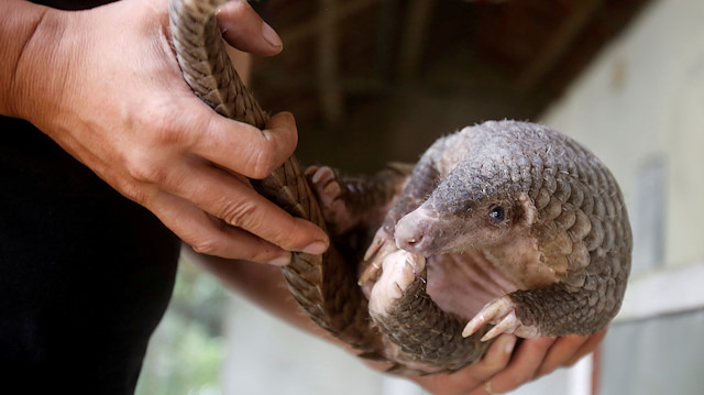 A customs officer shows a pangolin to the media at the customs department
