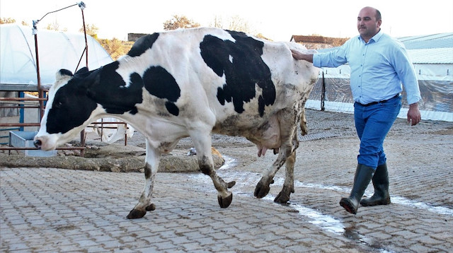 22 yıl önce bir inekle hayvancılığa başlayan Çetin’in şu anda 320 büyükbaş hayvanı bulunuyor. 
