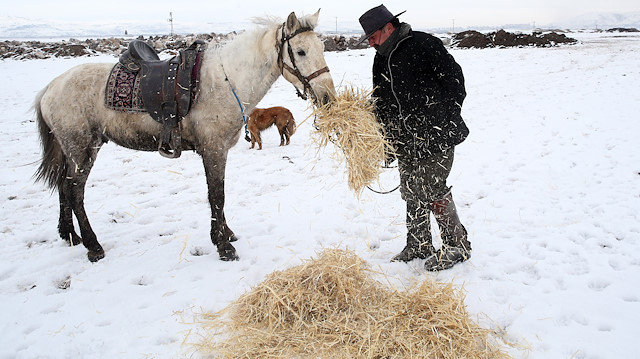 خيول "الخال علي".. مقصد هواة التصوير في قيصري التركية