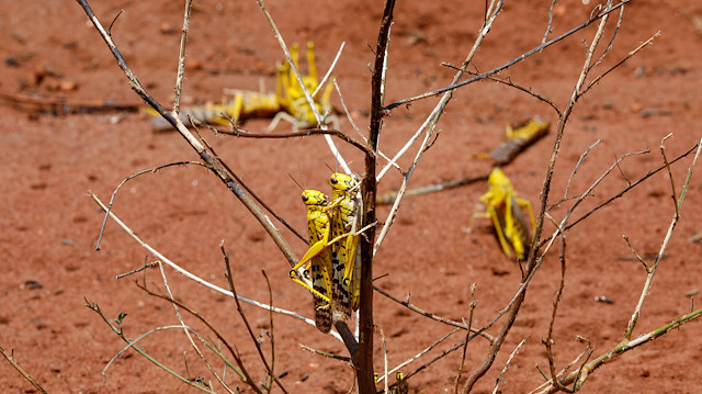 File photo: locusts are seen as they mate in the region of Kyuso, Kenya, February 18, 2020